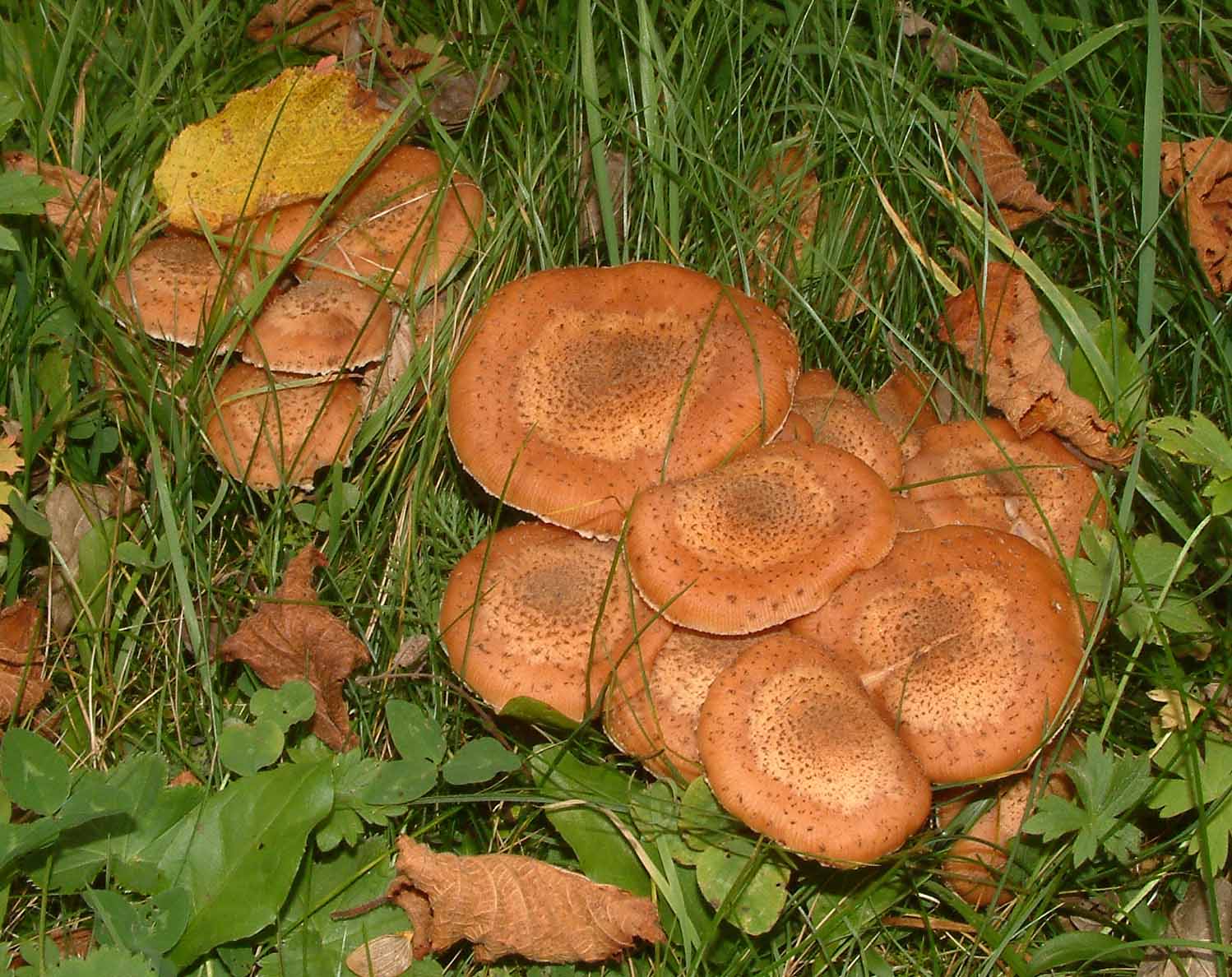 Cosa ha da fare un marinaio in montagna se non....